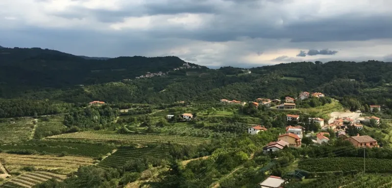 Reja Wines