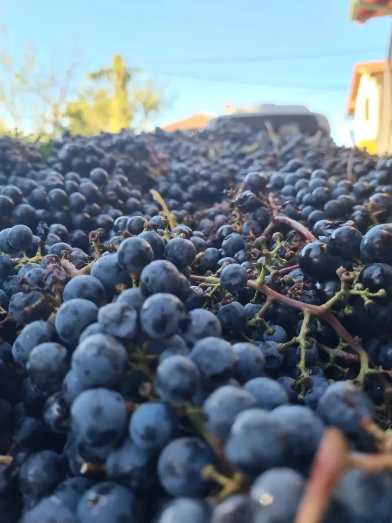 Reja Wines 3